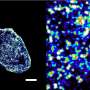 Self-blinking 'fairy lights' allow DNA to be imaged at almost double-helix-width resolution