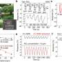Breathable smart sensor developed for real-time hazardous gas detection on masks