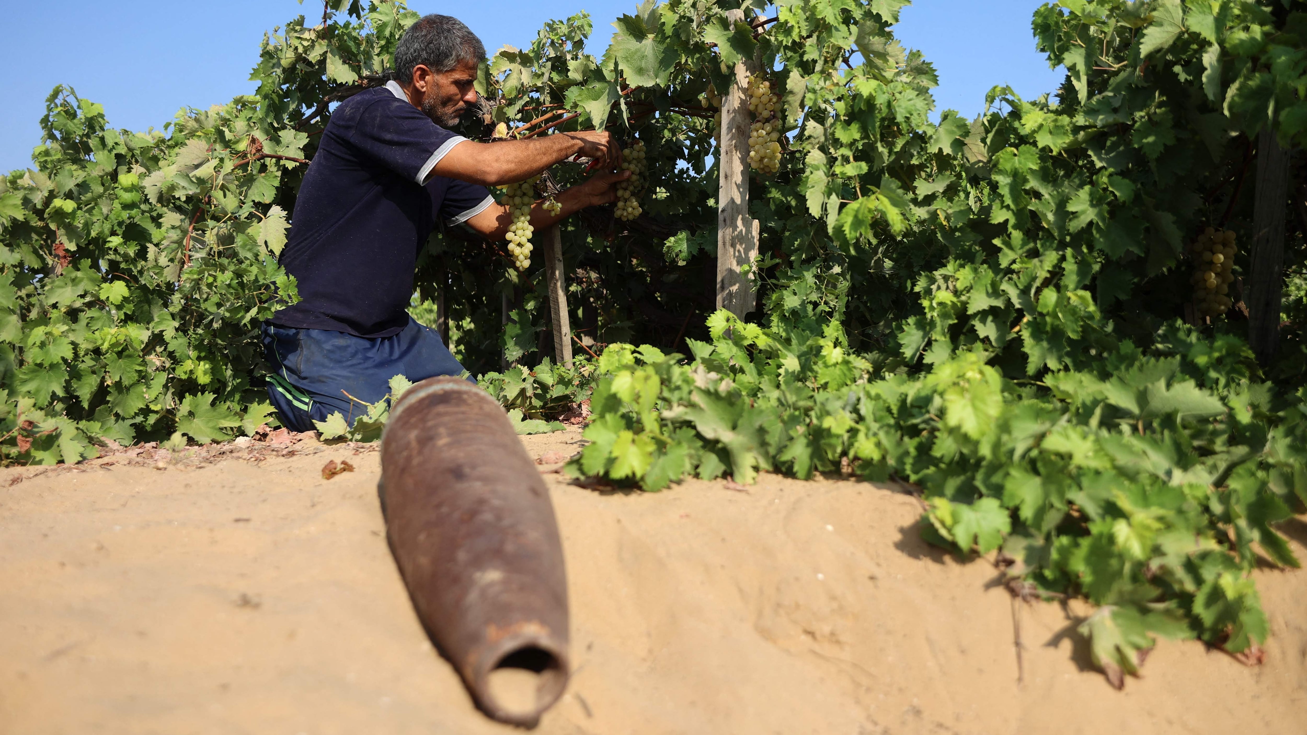 How grapevines and fig trees are slowly taking root again in Gaza