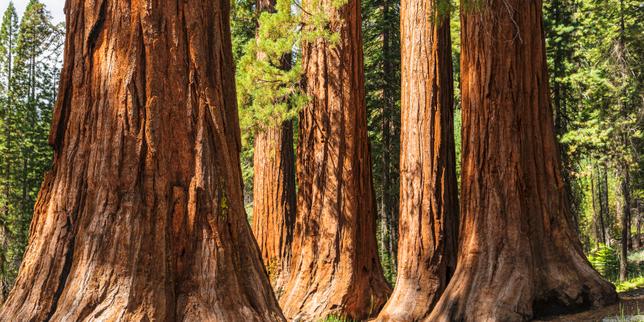 Trump administration considers deal to give away small parcel of Yosemite