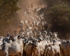 UK urged to ban imports of Brazilian meat over health concerns