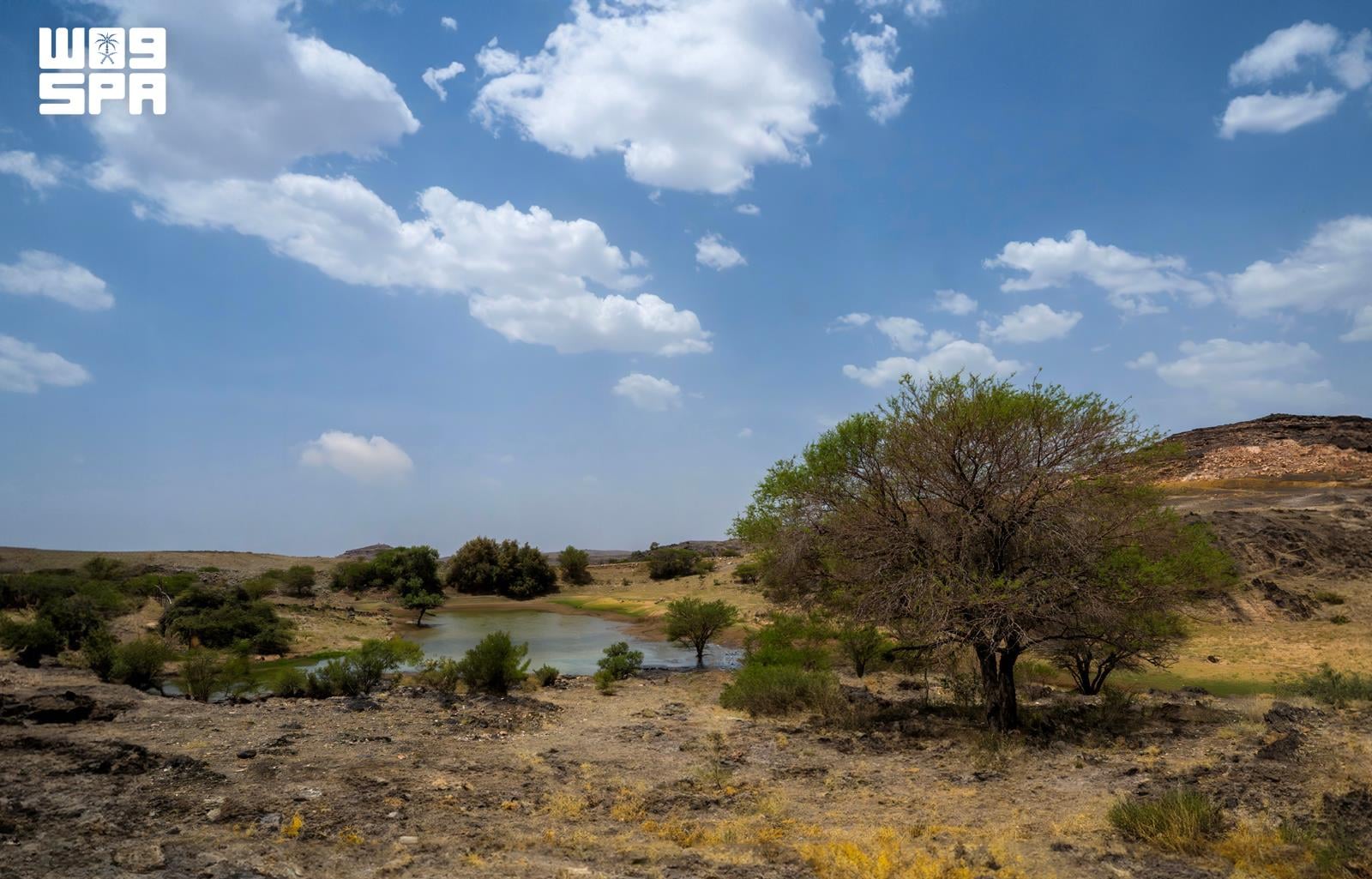 Diverse plant life in Badr Al-Janoub boosts eco-tourism in Najran
