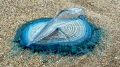 'Incredible' blue sea creatures appear on beaches
