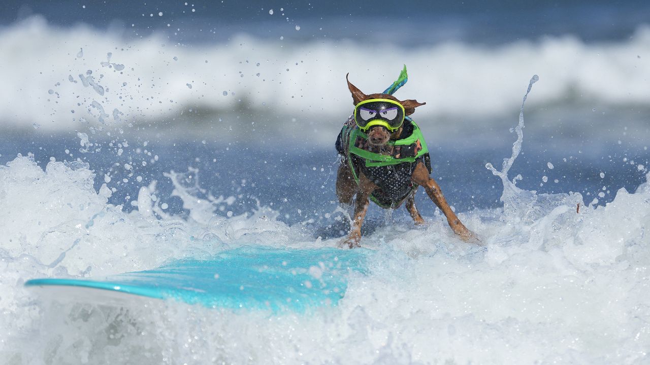 Drop everything! These surfing dogs are the feel-good photos the world needs this week