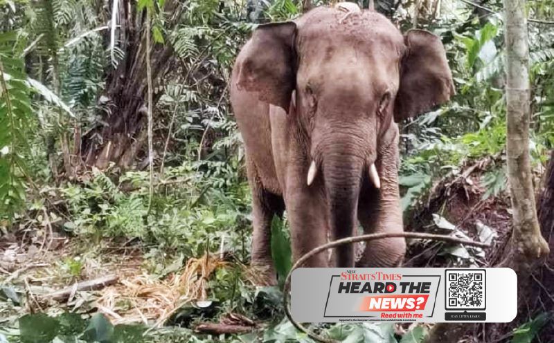 1,524 wild animal attacks since 2020, says Perhilitan