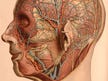 Stimulating a single nerve could treat depression and fight inflammation. Is it too good to be true?