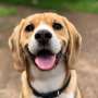 How dogs evolved differently across the globe to match human traits