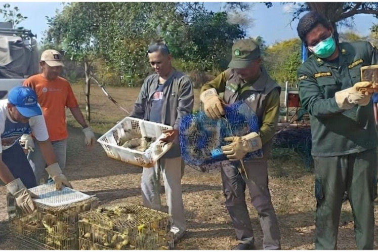 Authorities foil effort to smuggle hundreds of birds out of Bali
