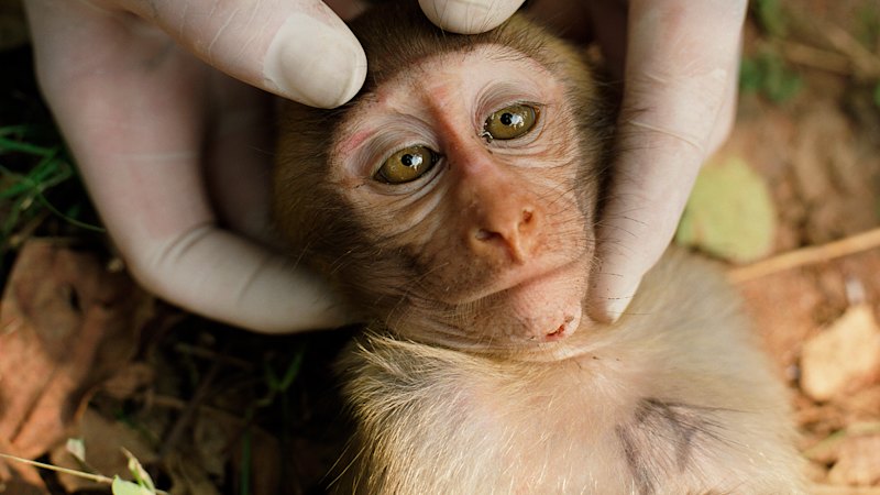 This scientist quit her job in animal testing to fight for monkeys caged in the labs