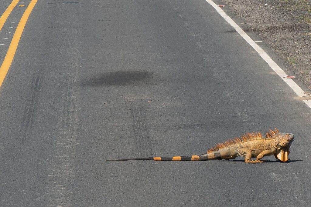 5 Colombian Road Signs You May Not See in Other Countries