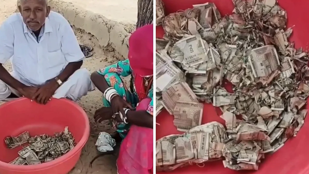 Rajasthan Farmer Buries ₹5 Lakh In Field To Hide It From Family, Termites Destroy Cash; Video Viral