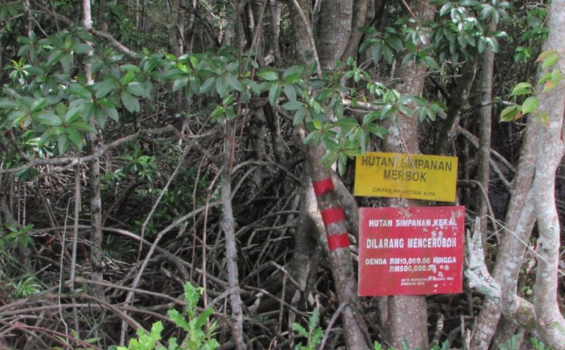 CAP raises alarm over dumping at Sungai Merbok mangrove forest