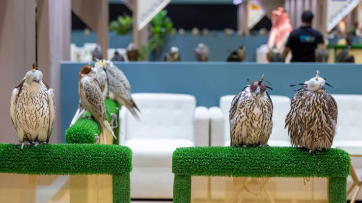 International falcon breeding auction boosts falconry-linked economy