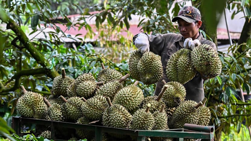 Vietnamese coffee farmers ride China's durian wave