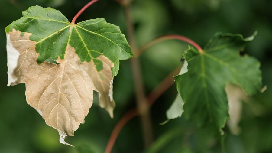 Autumn in summer: What the persistent drought does to the trees