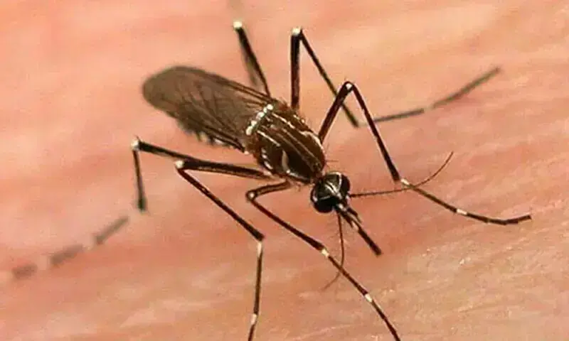 Dengue situation under control in Islamabad, says health chief