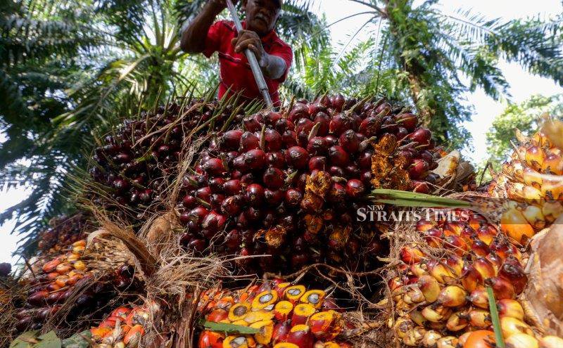 Malaysia's July palm oil stocks rose 3.32pct - MPOB