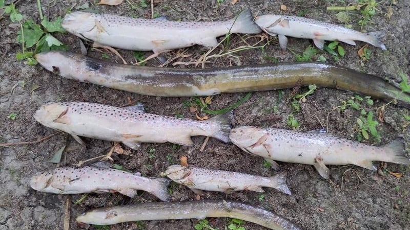 Hundreds of dead fish found in Dublin's Tolka River