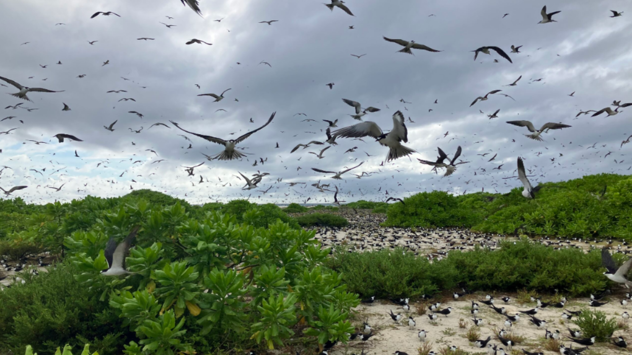 Seychelles island restoration grew sooty tern colony from 20,000 to 700,000
