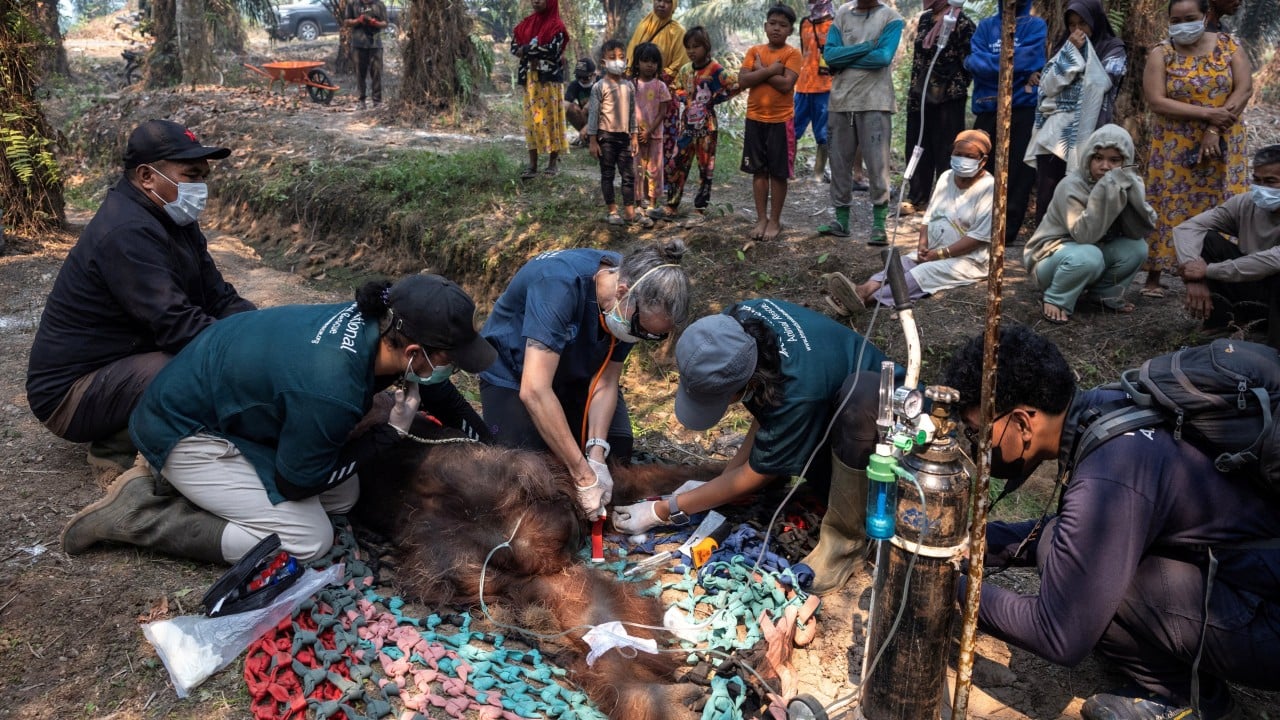Orangutan rescued from Borneo fire battles respiratory illness