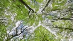 Forest funding boost as two million trees planted