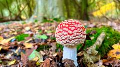 Internet fungi foragers told 'click, don't pick'