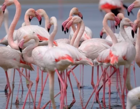 Record-breaking flamingo colony sees 600 chicks ringed at Spain’s Fuente de Piedra lagoon