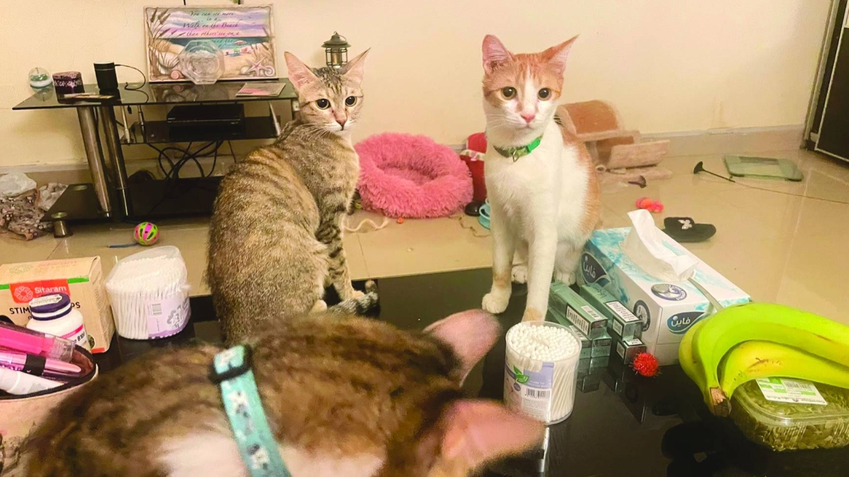 Qatar animal rescuers urge stronger focus on sterilisation, adoption