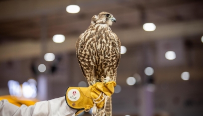Katara announces 10th edition of S’hail Hunting and Falcons Exhibition in September