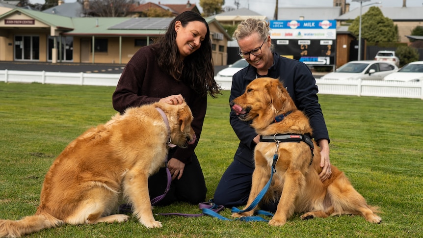 Golden retriever provides life-saving blood donation for another dog