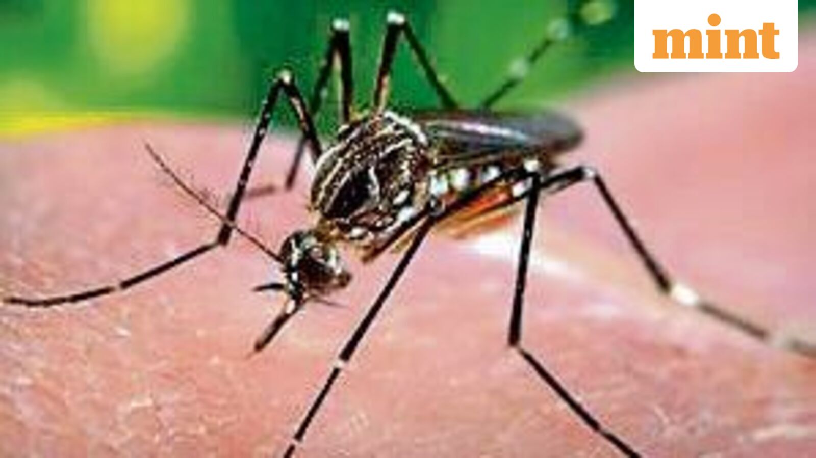 India's first dengue vaccine Qdenga may arrive in 2027: Can it stop outbreaks? Who can take it? What we know so far