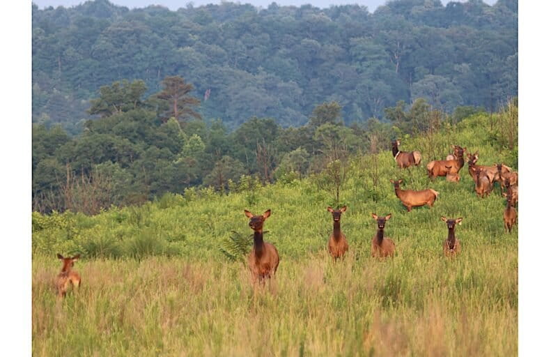 Wildlife in the eastern U.S. are making a comeback