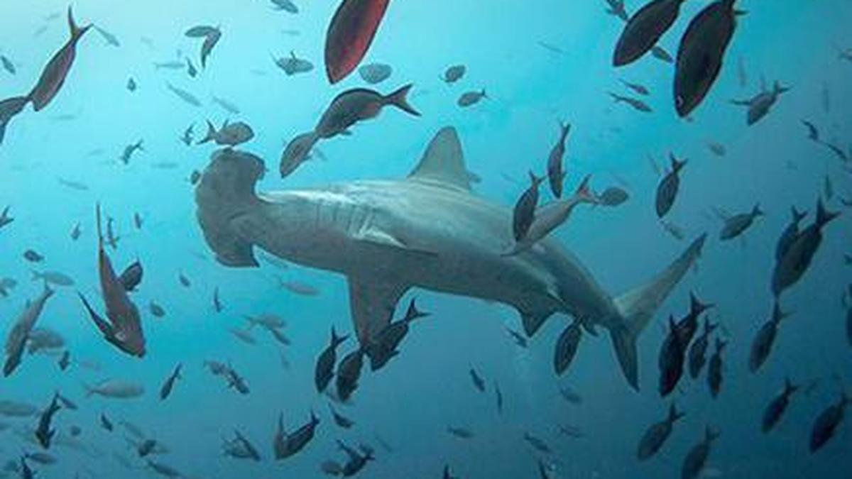 Scientists turn to sharks for better hurricane predictions