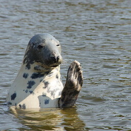 Estonian seal-watching tour attracts the animals with classical music