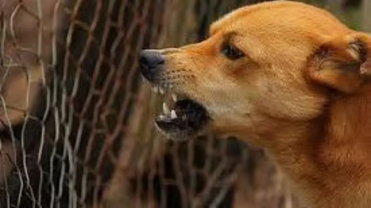 Mumbai: Stray Dog Reportedly Bites Nearly 130 People In 7 Hrs In Kalyan; Victims Given Anti-Rabies Injections