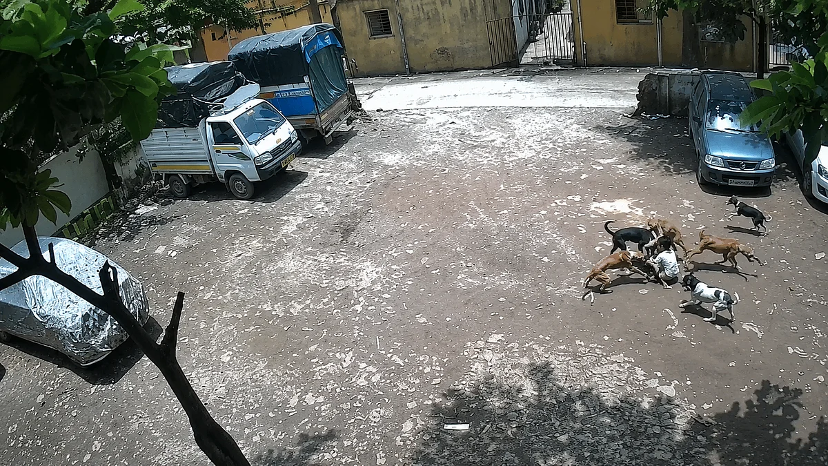 Pune: Four-Year-Old Girl Attacked by Pack Of Seven Stray Dogs In Pimpri-Chinchwad, CCTV Captures Incident