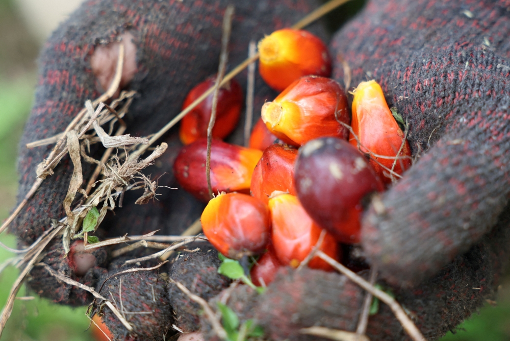 Malaysia’s palm oil stocks rise in July despite 14.5pc jump in exports