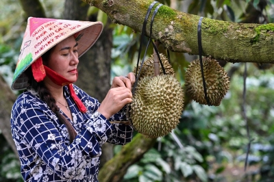 Vietnamese coffee farmers ride China’s durian wave