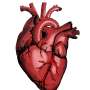 Molecular mapping reveals hidden cellular programs in heart transplant rejection