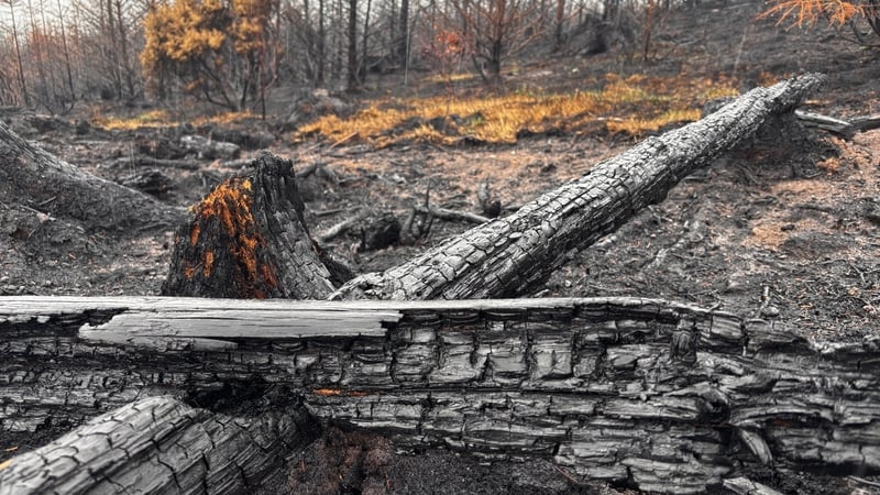 'Everything is lost' - Irish landscapes damaged by fires
