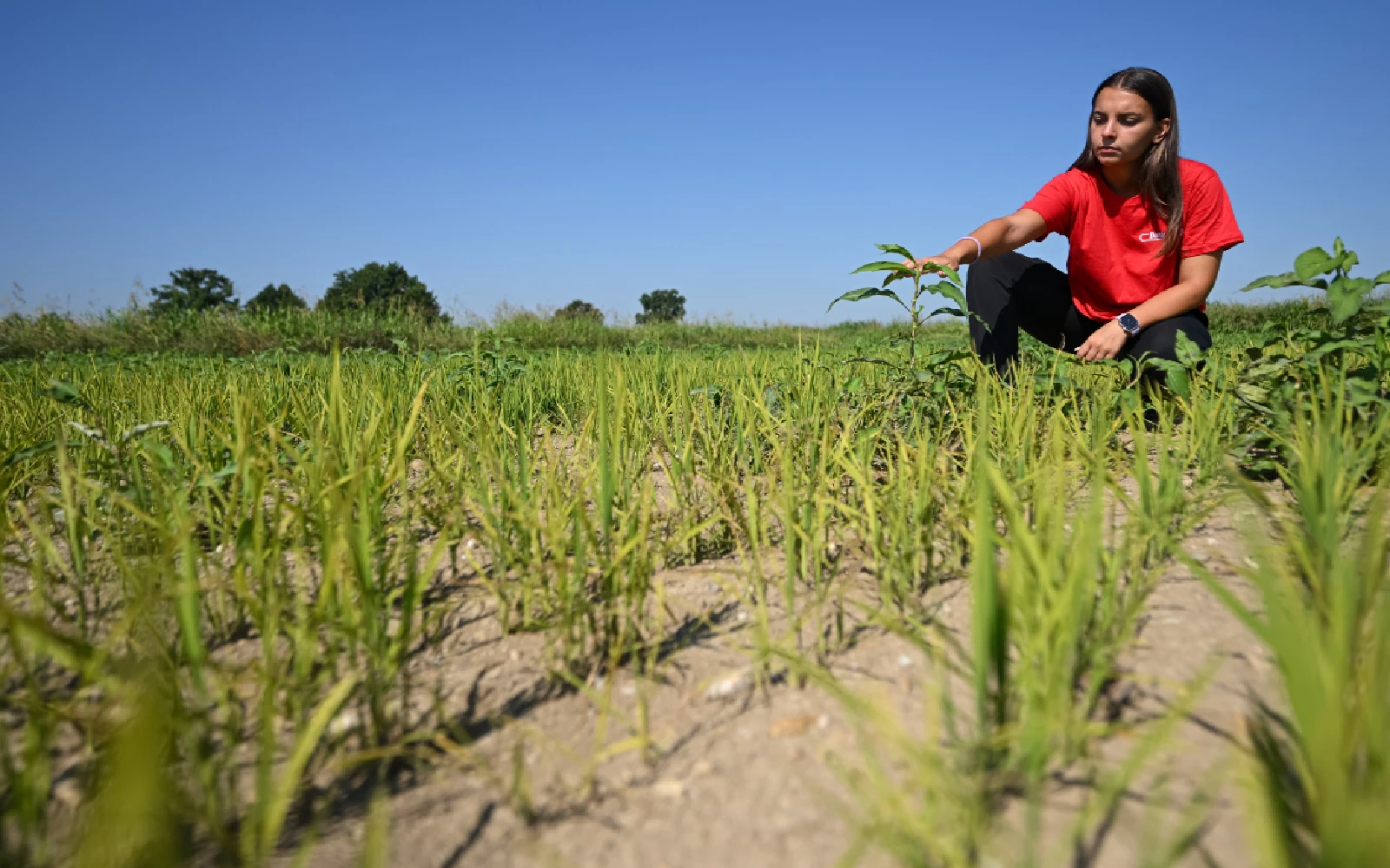 Drought scorches Italy’s rice belt as water supplies hit record lows