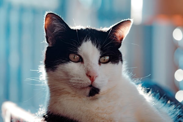 5 of the best dry foods for cats