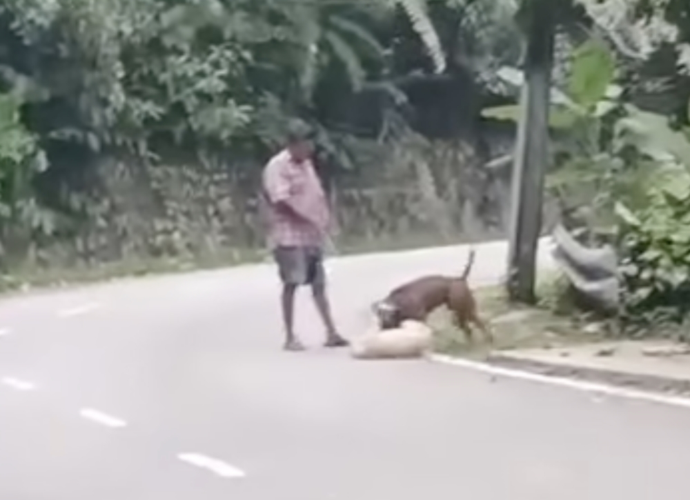 Penang council seizes licensed dog after viral video shows attack on stray in Tanjung Bungah