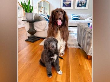 WATCH: Gardening dog gets a new friend