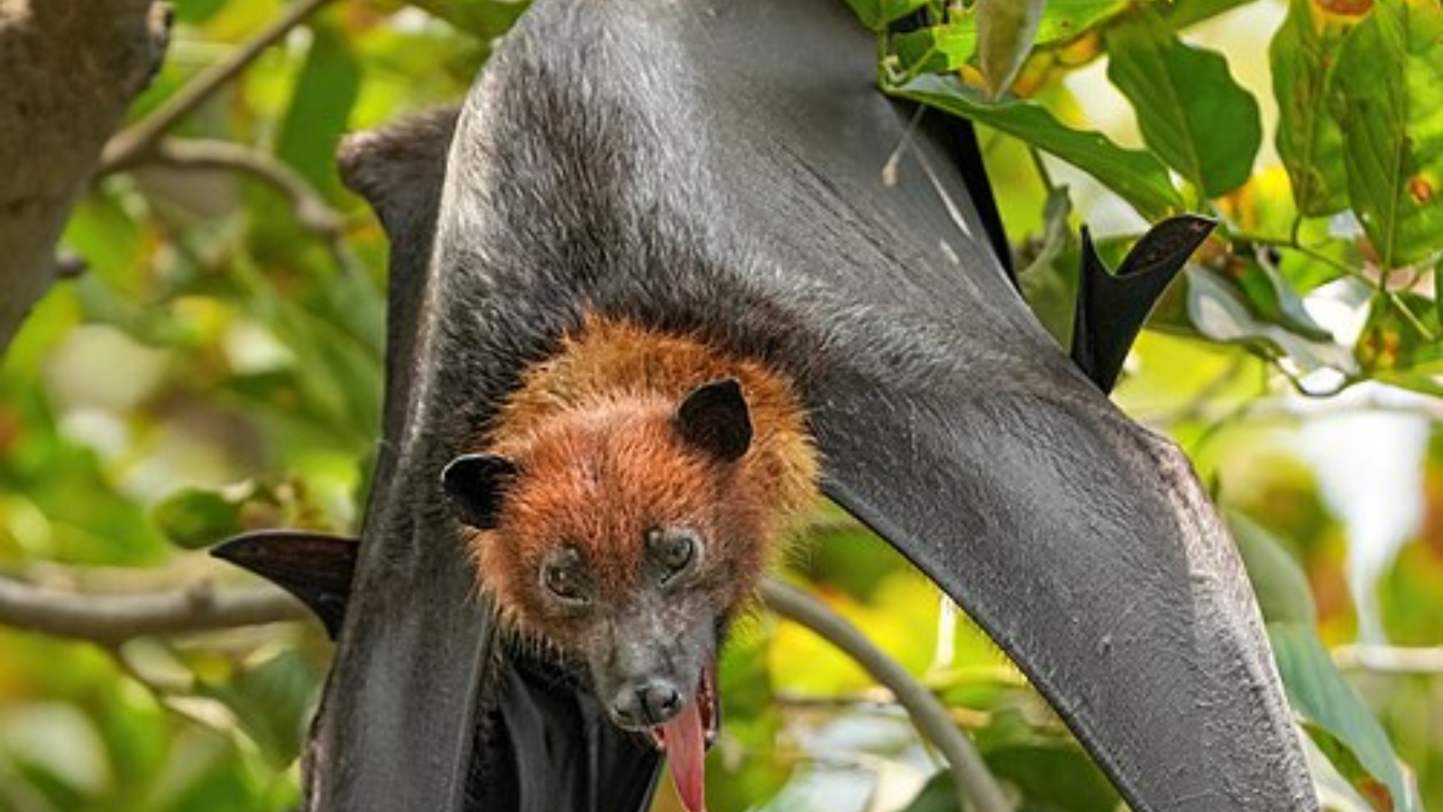 Fox-faced and fruit-loving: What makes this Indian bat so unique