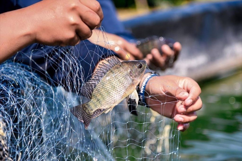 Vietnam s seafood exports grow in first seven months