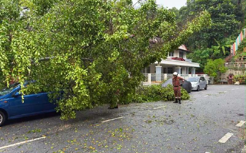 Tree falls on 2 cars in Pasir Belanda, no injuries reported
