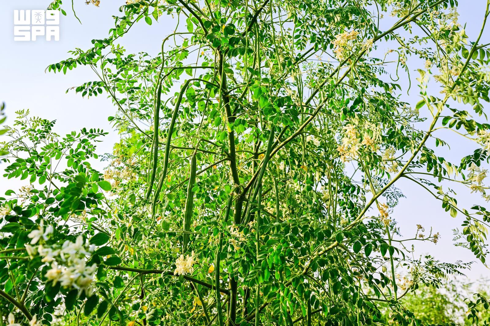 Moringa cultivation thrives in Hail amid innovation and diverse benefits