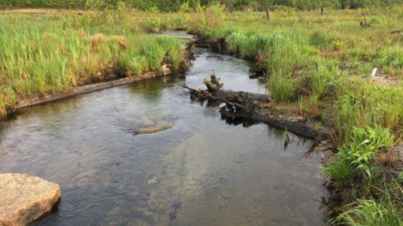 Massachusetts cranberry farm restored to wetland; thousands of fish return