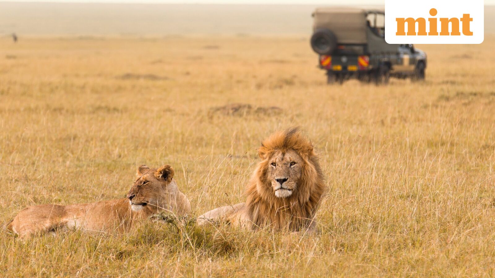 India's Asiatic lion population rises 70% to 891 over a decade